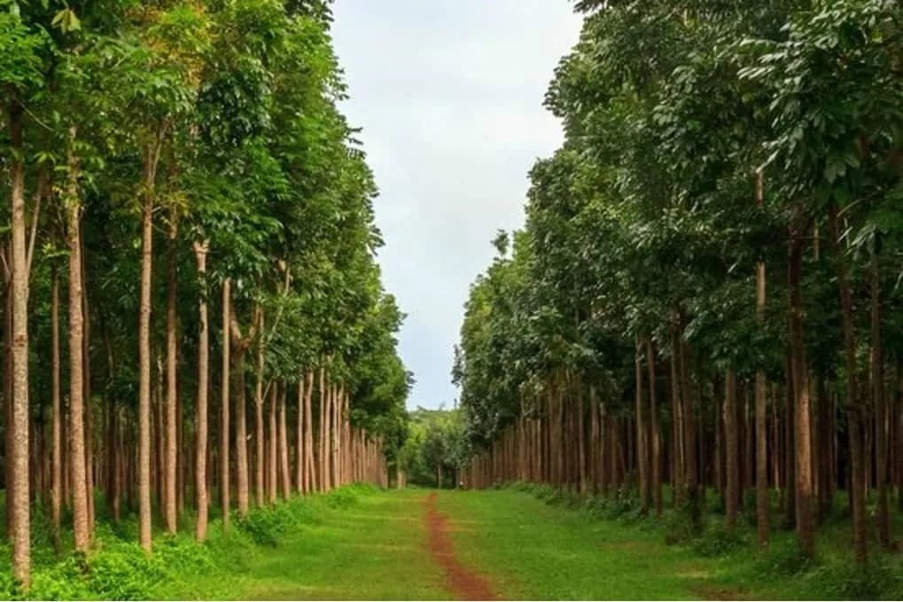 African Mahogany (Khaya senegalensis)