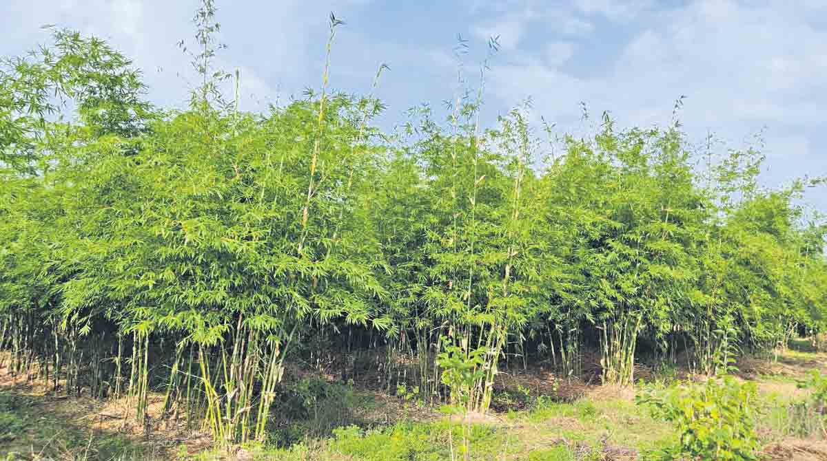 Bamboo (Bambusa spp.)