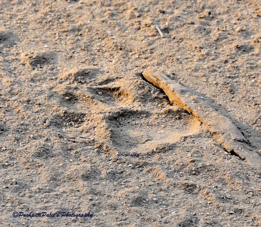 Bamhni Nature Trail — कान्हा की गोद में पैदल सफ़र