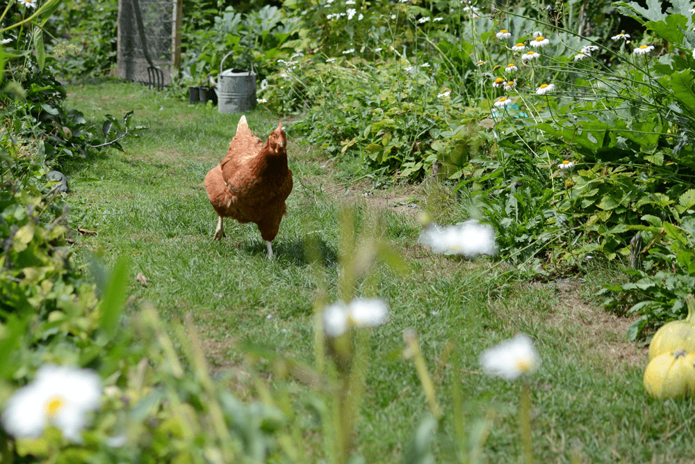 Chickens