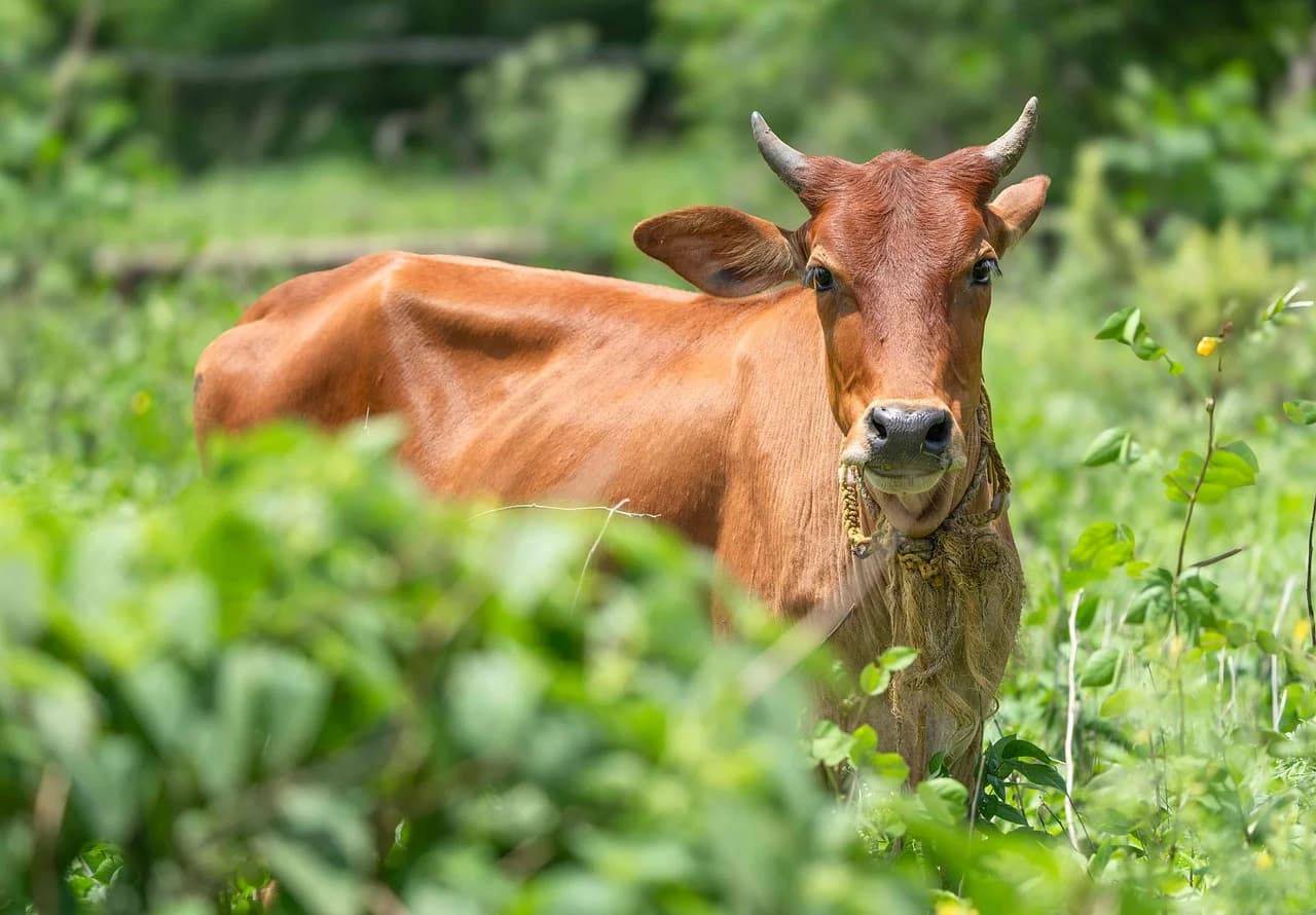 Cows