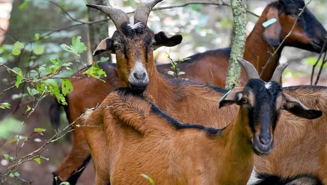 Goats