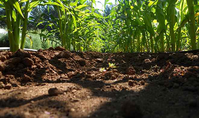 Soil